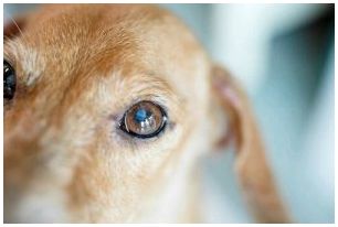 Белый или синий круг в глазу является основным симптомом катаракты у собак.