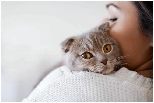 Кошачья лейкемия: причины, симптомы и лечение