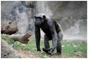Шимпанзе, одно из животных, которое Джейн Гудолл проводила так много времени, наблюдая