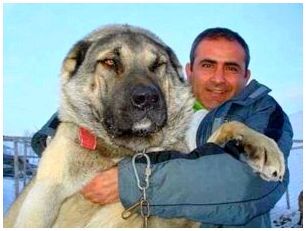 Любимая порода собак турецкого султана