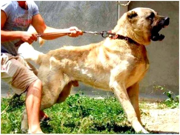 Любимая порода собак турецкого султана