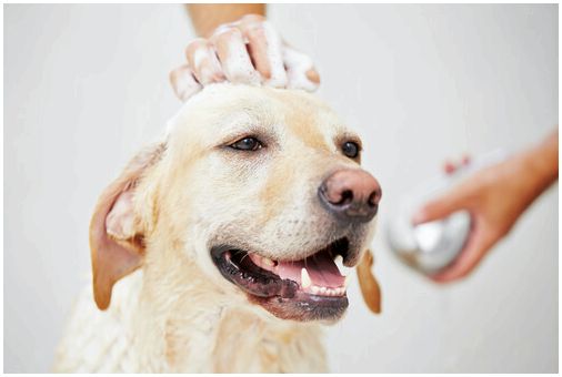 Pet Care 101: советы по купанию вашей собаки