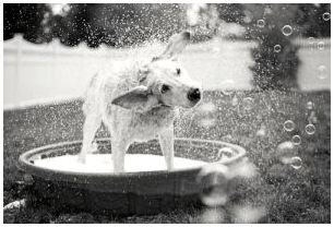 Черно-белая фотография, показывающая, как собаки качаются