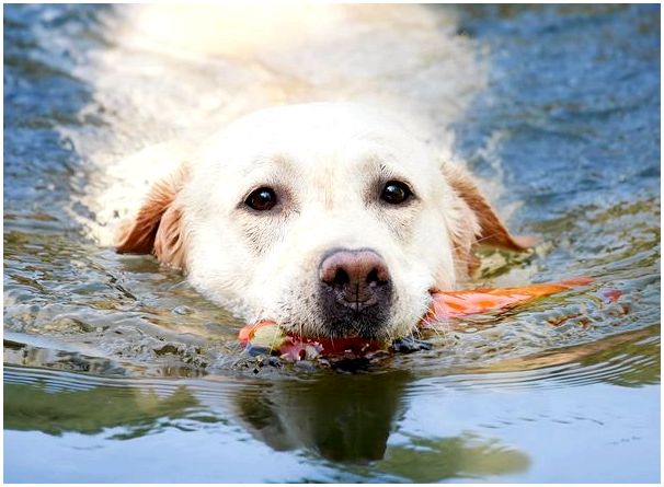 Порода собак любит воду