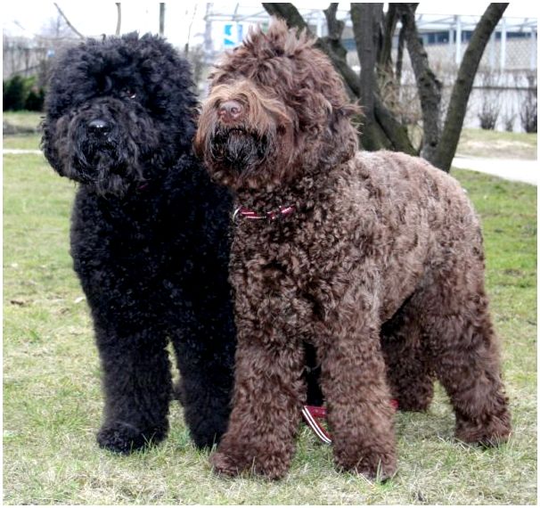 Шоколадный и чёрный окрас испанских водяных собак