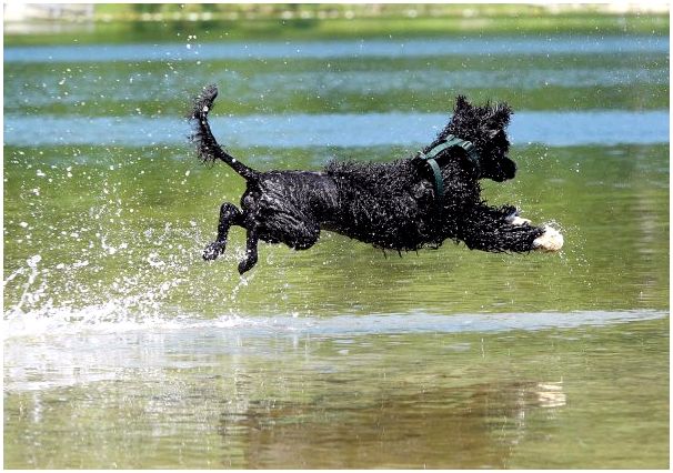 Испанская водяная собака в воде
