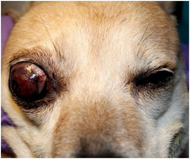 «Бычий глаз» у собаки