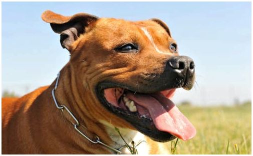 Американский питбультерьер в дикой улыбке - непризнанная порода собак.