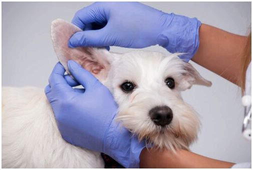 Собака проверяет уши на наличие ушных инфекций