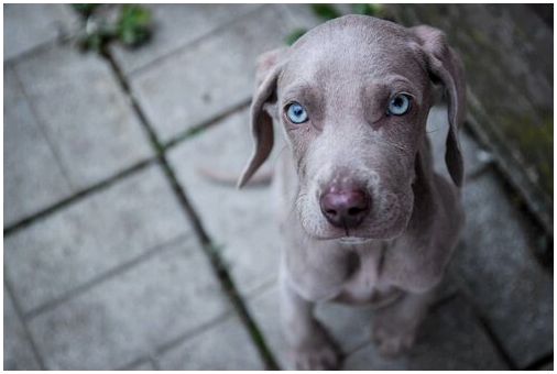 Собака породы с голубыми глазами