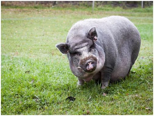 Пузатый свинья как домашнее животное.