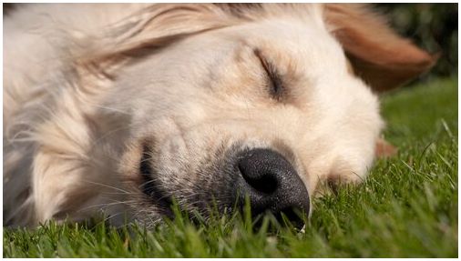 Собака спит в траве