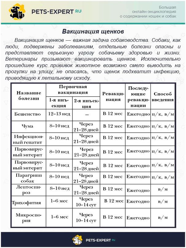 Через сколько можно делать прививку. Прививки у собак график прививок по возрасту таблица. Вакцинация собак график прививок до года. Прививки для собак график по возрасту таблица. Какие прививки щенку в 1 месяц.