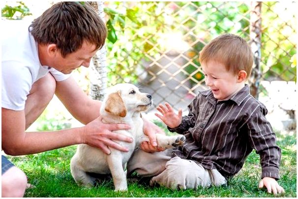 социализация щенка и приучение щенка к посторонним