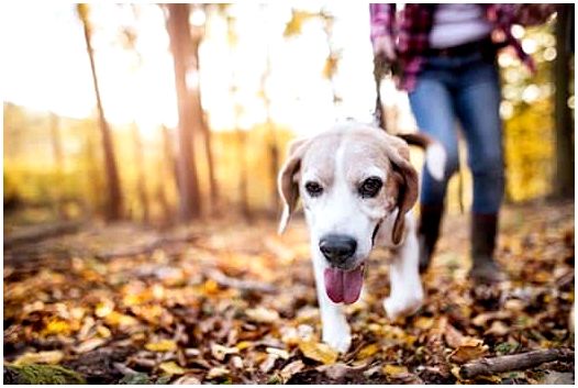 Woman and beagle walk through autumn forest