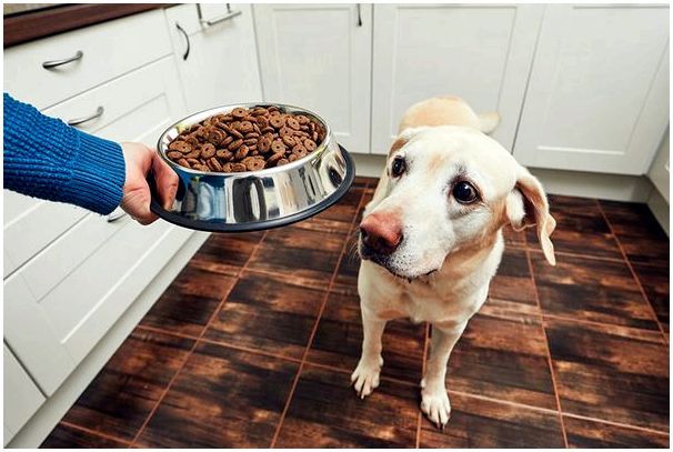 В каком возрасте собаку переводят на двухразовое питание thumbnail