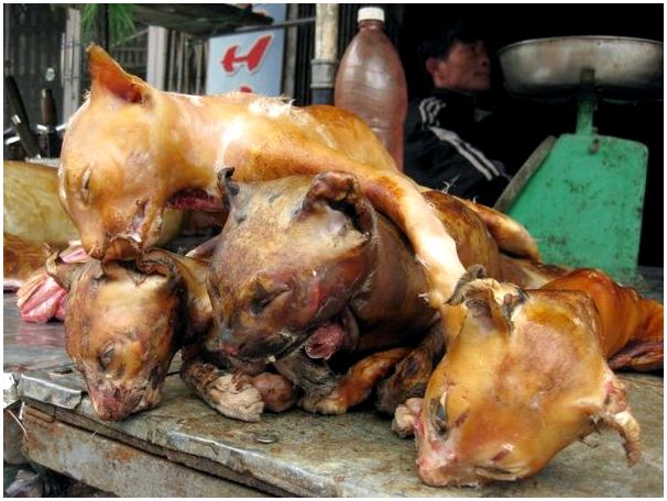 Породы собак которых едят китае