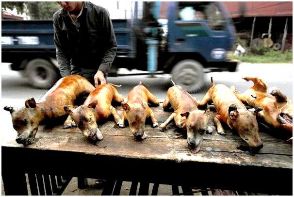 Породы собак которых едят китае