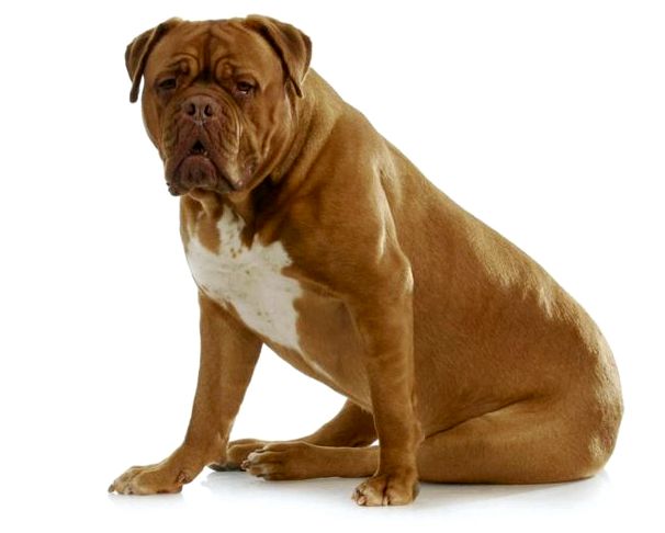 Собаки с плоской мордой. Собаки-брахицефалы: список пород, особенности содержания, проблемы со здоровьем