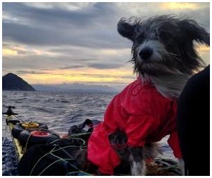 Нирвана морская собака в путешествии