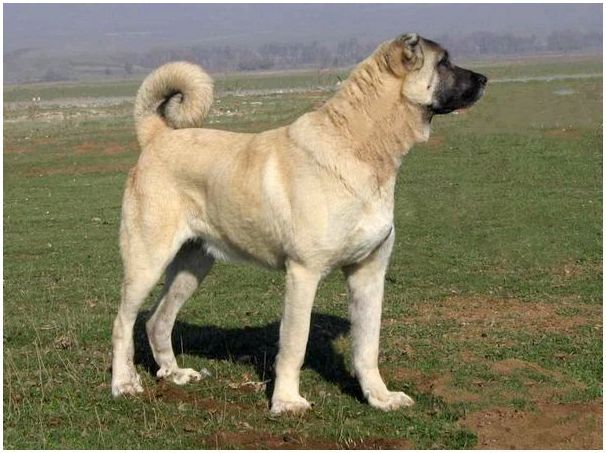 Породы больших собак похожих на алабая