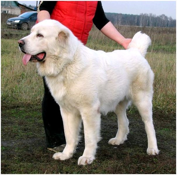 Породы больших собак похожих на алабая
