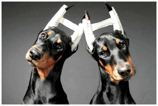 собаки с купированными ушами