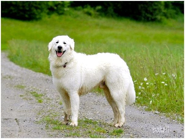14-е место: Кувас - древняя порода служебных собак венгерского происхождения.
