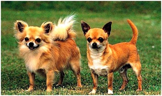 Какие породы собак популярны в россии thumbnail