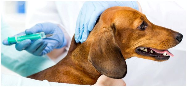 вакцины для собак