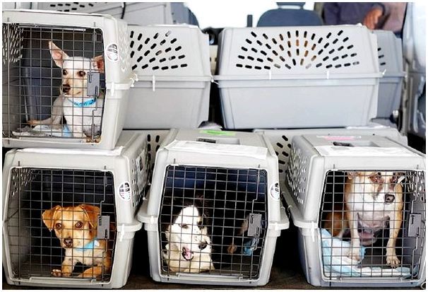 Переноски для собак средних пород в самолете