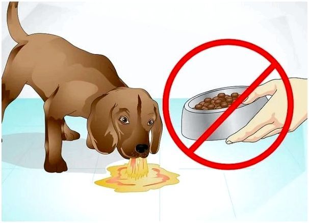 ТОП причин, почему собаку всегда рвет после еды