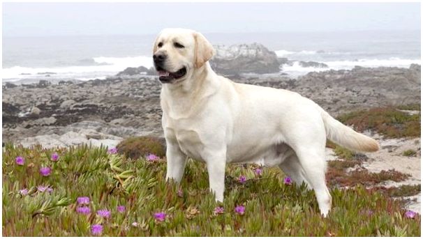 Порода собак лабрадор размер
