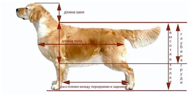 Порода собак лабрадор размер