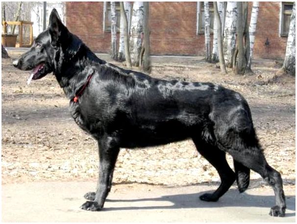 Собака породы восточноевропейская овчарка фото