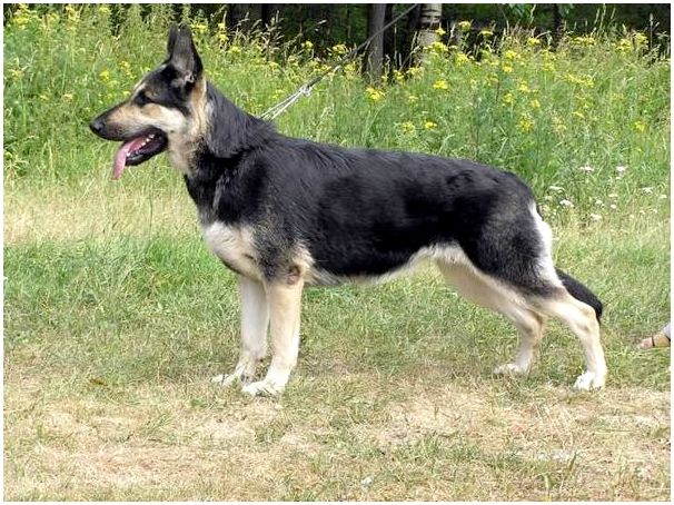Собака породы восточноевропейская овчарка фото