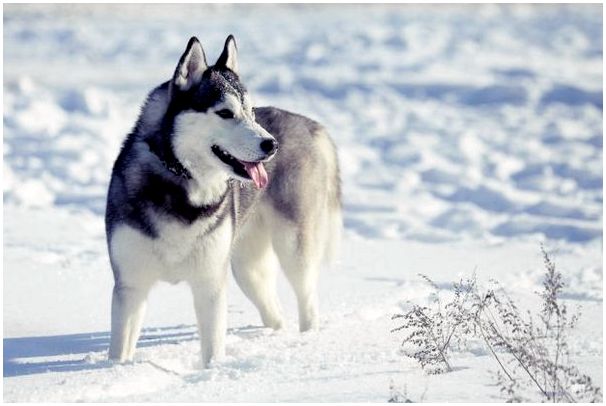 Северные породы собак - сибирский хаски