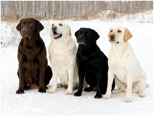 Фото с собаками породы лабрадор