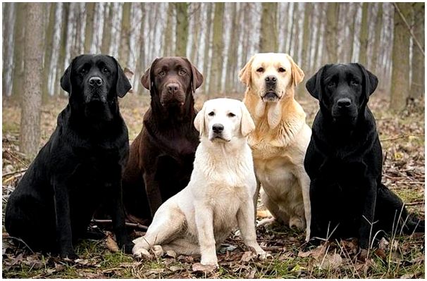 Фото с собаками породы лабрадор