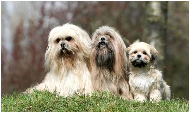 Породы бородатых собак с фотографиями