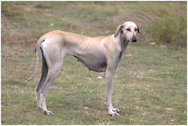 индийская рампурская собака
