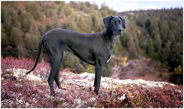 Дог черный порода собак фото thumbnail