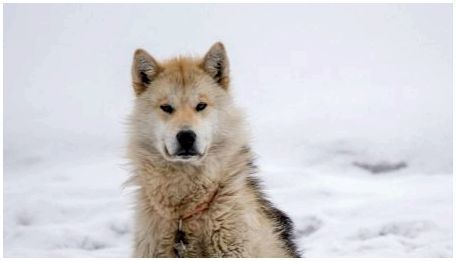 Гренландские собаки: характеристики породы и содержание