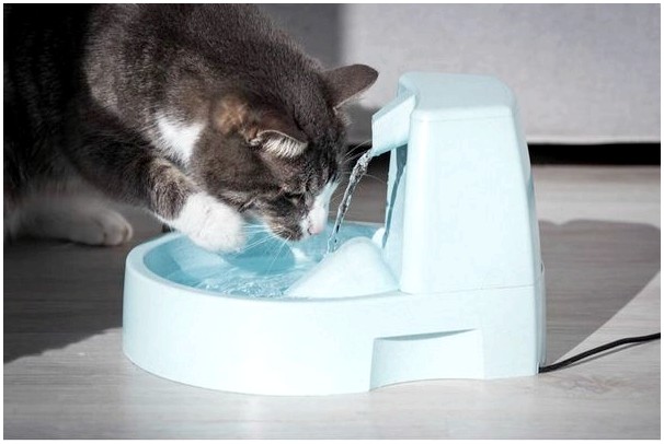 Кот пьет воду.
