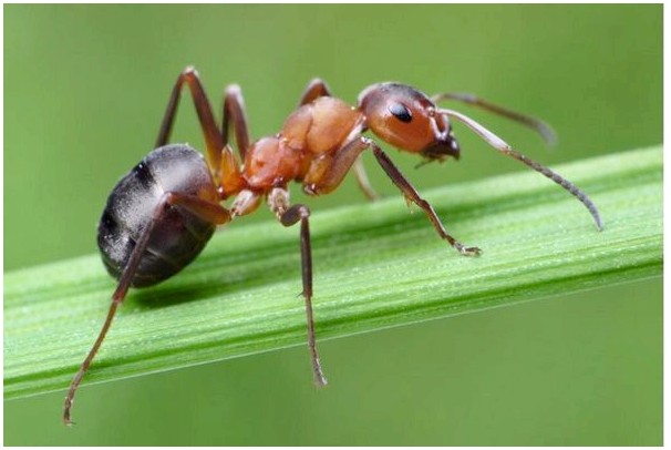 Клещи в муравейнике: как от них избавиться?