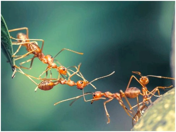 Вы знаете, что такое муравьи?