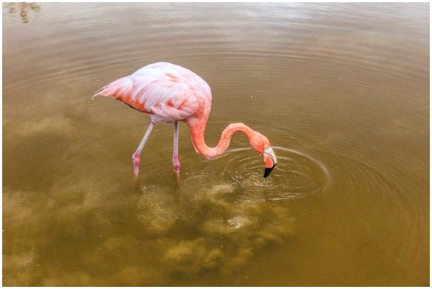 Что едят фламинго?