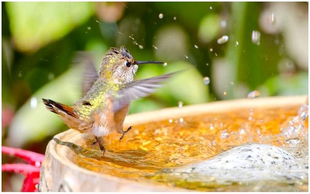 Колибри купается в фонтане.