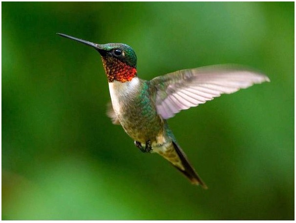 Одна из диковинок колибри - это их цвет.