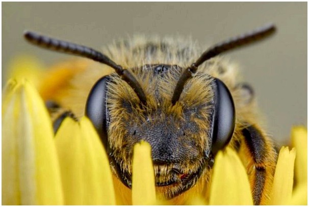 Как видят пчелы?